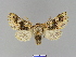 ( - BC ZSM Lep 66292)  @13 [ ] CreativeCommons - Attribution Non-Commercial Share-Alike (2012) Axel Hausmann/Bavarian State Collection of Zoology (ZSM) SNSB, Zoologische Staatssammlung Muenchen
