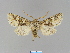  ( - BC ZSM Lep 66293)  @13 [ ] CreativeCommons - Attribution Non-Commercial Share-Alike (2012) Axel Hausmann/Bavarian State Collection of Zoology (ZSM) SNSB, Zoologische Staatssammlung Muenchen
