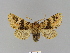  ( - BC ZSM Lep 66296)  @13 [ ] CreativeCommons - Attribution Non-Commercial Share-Alike (2012) Axel Hausmann/Bavarian State Collection of Zoology (ZSM) SNSB, Zoologische Staatssammlung Muenchen