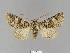  ( - BC ZSM Lep 66297)  @13 [ ] CreativeCommons - Attribution Non-Commercial Share-Alike (2012) Axel Hausmann/Bavarian State Collection of Zoology (ZSM) SNSB, Zoologische Staatssammlung Muenchen