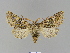  ( - BC ZSM Lep 66299)  @13 [ ] CreativeCommons - Attribution Non-Commercial Share-Alike (2012) Axel Hausmann/Bavarian State Collection of Zoology (ZSM) SNSB, Zoologische Staatssammlung Muenchen