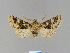  ( - BC ZSM Lep 66300)  @13 [ ] CreativeCommons - Attribution Non-Commercial Share-Alike (2012) Axel Hausmann/Bavarian State Collection of Zoology (ZSM) SNSB, Zoologische Staatssammlung Muenchen