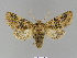  ( - BC ZSM Lep 66301)  @13 [ ] CreativeCommons - Attribution Non-Commercial Share-Alike (2012) Axel Hausmann/Bavarian State Collection of Zoology (ZSM) SNSB, Zoologische Staatssammlung Muenchen