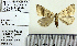 ( - BC ZSM Lep 71331)  @11 [ ] Copyright (2013) Axel Hausmann/Bavarian State Collection of Zoology (ZSM) SNSB, Zoologische Staatssammlung Muenchen