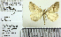  ( - BC ZSM Lep 71332)  @11 [ ] Copyright (2013) Axel Hausmann/Bavarian State Collection of Zoology (ZSM) SNSB, Zoologische Staatssammlung Muenchen