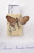  (Eupithecia AY04Ch - BC AxYi 0055)  @12 [ ] Copyright (2013) Y.Zou IZCAS