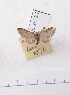  (Eupithecia AY03Ch - BC AxYi 0124)  @12 [ ] Copyright (2013) Y.Zou IZCAS