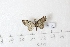  (Eupithecia AY01Ch - BC AxYi 0255)  @12 [ ] Copyright (2013) Y.Zou IZCAS