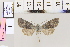  (Perigrapha cilissa - BC DS 0027)  @13 [ ] Copyright (2013) Axel Hausmann/Bavarian State Collection of Zoology (ZSM) SNSB, Zoologische Staatssammlung Muenchen