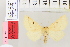  ( - BC DS 0060)  @11 [ ] Copyright (2013) Axel Hausmann/Bavarian State Collection of Zoology (ZSM) SNSB, Zoologische Staatssammlung Muenchen