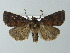  ( - BC ZSM Lep 67291)  @13 [ ] CreativeCommons - Attribution Non-Commercial Share-Alike (2013) Axel Hausmann/Bavarian State Collection of Zoology (ZSM) SNSB, Zoologische Staatssammlung Muenchen