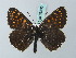  (Melitaea dictynna - BC ZSM Lep 69330)  @14 [ ] CreativeCommons - Attribution Non-Commercial Share-Alike (2013) Axel Hausmann/Bavarian State Collection of Zoology (ZSM) SNSB, Zoologische Staatssammlung Muenchen