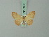  (Idaea carnearia - BC ZSM Lep 70480)  @13 [ ] CreativeCommons - Attribution Non-Commercial Share-Alike (2014) Axel Hausmann/Bavarian State Collection of Zoology (ZSM) SNSB, Zoologische Staatssammlung Muenchen