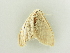  (Idaea deversaria - BC ZSM Lep 81305)  @12 [ ] CreativeCommons - Attribution Non-Commercial Share-Alike (2014) Axel Hausmann/Bavarian State Collection of Zoology (ZSM) SNSB, Zoologische Staatssammlung Muenchen