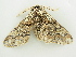  (Biston strataria - BC ZSM Lep 81404)  @11 [ ] CreativeCommons - Attribution Non-Commercial Share-Alike (2014) Axel Hausmann/Bavarian State Collection of Zoology (ZSM) SNSB, Zoologische Staatssammlung Muenchen