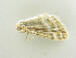  (Idaea sericeata - BC ZSM Lep 81458)  @13 [ ] CreativeCommons - Attribution Non-Commercial Share-Alike (2014) Axel Hausmann/Bavarian State Collection of Zoology (ZSM) SNSB, Zoologische Staatssammlung Muenchen