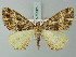  (Arichanna tramesata - BC ZSM Lep 69061)  @15 [ ] CreativeCommons - Attribution Non-Commercial Share-Alike (2015) Axel Hausmann/Bavarian State Collection of Zoology (ZSM) SNSB, Zoologische Staatssammlung Muenchen