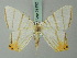  (Phrygionis platinata naevia - BC ZSM Lep 69192)  @13 [ ] CreativeCommons - Attribution Non-Commercial Share-Alike (2015) Axel Hausmann/Bavarian State Collection of Zoology (ZSM) SNSB, Zoologische Staatssammlung Muenchen