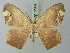  ( - BC ZSM Lep 72989)  @14 [ ] CreativeCommons - Attribution Non-Commercial Share-Alike (2015) Axel Hausmann/Bavarian State Collection of Zoology (ZSM) SNSB, Zoologische Staatssammlung Muenchen
