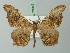  ( - BC ZSM Lep 73042)  @11 [ ] CreativeCommons - Attribution Non-Commercial Share-Alike (2015) Axel Hausmann/Bavarian State Collection of Zoology (ZSM) SNSB, Zoologische Staatssammlung Muenchen