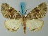  ( - BC ZSM Lep 73216)  @11 [ ] CreativeCommons - Attribution Non-Commercial Share-Alike (2015) Axel Hausmann/Bavarian State Collection of Zoology (ZSM) SNSB, Zoologische Staatssammlung Muenchen
