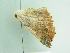  (Drepanogynis BOLD:ACW7967 - BC ZSM Lep 86368)  @13 [ ] CreativeCommons - Attribution Non-Commercial Share-Alike (2015) Axel Hausmann/Bavarian State Collection of Zoology (ZSM) SNSB, Zoologische Staatssammlung Muenchen