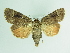  (Amphipyra surnia - BC ZSM Lep 88722)  @11 [ ] CreativeCommons - Attribution Non-Commercial Share-Alike (2015) Axel Hausmann/Bavarian State Collection of Zoology (ZSM) SNSB, Zoologische Staatssammlung Muenchen