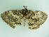  ( - BC ZSM Lep 88761)  @13 [ ] CreativeCommons - Attribution Non-Commercial Share-Alike (2015) Axel Hausmann/Bavarian State Collection of Zoology (ZSM) SNSB, Zoologische Staatssammlung Muenchen