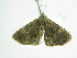  (Hypena puncticosta - BC ZSM Lep 88830)  @14 [ ] CreativeCommons - Attribution Non-Commercial Share-Alike (2015) Axel Hausmann/Bavarian State Collection of Zoology (ZSM) SNSB, Zoologische Staatssammlung Muenchen