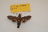 (Macroglossum jani - BC ZSM Lep 82691)  @11 [ ] CreativeCommons - Attribution Non-Commercial Share-Alike (2016) Axel Hausmann/Bavarian State Collection of Zoology (ZSM) SNSB, Zoologische Staatssammlung Muenchen