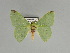  (Nemoria erina - BC ZSM Lep 89744)  @14 [ ] CreativeCommons - Attribution Non-Commercial Share-Alike (2015) Axel Hausmann/Bavarian State Collection of Zoology (ZSM) SNSB, Zoologische Staatssammlung Muenchen
