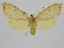  (Lophocampa teffeana - BC ZSM Lep 92086)  @14 [ ] CreativeCommons - Attribution Non-Commercial Share-Alike (2015) Axel Hausmann/Bavarian State Collection of Zoology (ZSM) SNSB, Zoologische Staatssammlung Muenchen