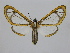  ( - BC ZSM Lep 92139)  @14 [ ] CreativeCommons - Attribution Non-Commercial Share-Alike (2015) Axel Hausmann/Bavarian State Collection of Zoology (ZSM) SNSB, Zoologische Staatssammlung Muenchen