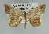  (Opisthoxia descimoniGM05 - BC ZSM Lep 92450)  @14 [ ] CreativeCommons - Attribution Non-Commercial Share-Alike (2016) Axel Hausmann/Bavarian State Collection of Zoology (ZSM) SNSB, Zoologische Staatssammlung Muenchen