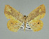  (Opisthoxia lyllaria - BC ZSM Lep 92457)  @11 [ ] CreativeCommons - Attribution Non-Commercial Share-Alike (2016) Axel Hausmann/Bavarian State Collection of Zoology (ZSM) SNSB, Zoologische Staatssammlung Muenchen