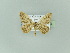  (Idaea nocturna - BC ZSM Lep 92524)  @14 [ ] CreativeCommons - Attribution Non-Commercial Share-Alike (2016) Axel Hausmann/Bavarian State Collection of Zoology (ZSM) SNSB, Zoologische Staatssammlung Muenchen
