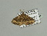  (Xanthorhoe euthytoma - BC ZSM Lep 93541)  @12 [ ] CreativeCommons - Attribution Non-Commercial Share-Alike (2016) SNSB, Staatliche Naturwissenschaftliche Sammlungen Bayerns ZSM (SNSB, Zoologische Staatssammlung Muenchen)