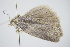  ( - BC ZSM Lep 91722)  @12 [ ] CreativeCommons - Attribution Non-Commercial Share-Alike (2016) SNSB, Staatliche Naturwissenschaftliche Sammlungen Bayerns ZSM (SNSB, Zoologische Staatssammlung Muenchen)