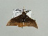  (Plegapteryx AH01Ca - BC ZSM Lep 93633)  @13 [ ] CreativeCommons - Attribution Non-Commercial Share-Alike (2016) SNSB, Staatliche Naturwissenschaftliche Sammlungen Bayerns ZSM (SNSB, Zoologische Staatssammlung Muenchen)
