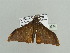  (Plegapteryx AH02Ca - BC ZSM Lep 93634)  @13 [ ] CreativeCommons - Attribution Non-Commercial Share-Alike (2016) SNSB, Staatliche Naturwissenschaftliche Sammlungen Bayerns ZSM (SNSB, Zoologische Staatssammlung Muenchen)