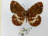  (Lymanopoda maletera - CP Lep 0622)  @14 [ ] CreativeCommons - Attribution Non-Commercial Share-Alike (2016) SNSB, Staatliche Naturwissenschaftliche Sammlungen Bayerns ZSM (SNSB, Zoologische Staatssammlung Muenchen)