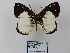  (Lymanopoda pieridina - CP Lep 0663)  @13 [ ] CreativeCommons - Attribution Non-Commercial Share-Alike (2016) SNSB, Staatliche Naturwissenschaftliche Sammlungen Bayerns ZSM (SNSB, Zoologische Staatssammlung Muenchen)