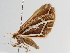  (Stamnodes alba - BC ZSM Lep 105147)  @11 [ ] CreativeCommons - Attribution Non-Commercial Share-Alike (2019) SNSB, Staatliche Naturwissenschaftliche Sammlungen Bayerns ZSM (SNSB, Zoologische Staatssammlung Muenchen)