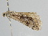  ( - BC ZSM Lep 105175)  @11 [ ] CreativeCommons - Attribution Non-Commercial Share-Alike (2019) SNSB, Staatliche Naturwissenschaftliche Sammlungen Bayerns ZSM (SNSB, Zoologische Staatssammlung Muenchen)