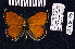  (Lycaena alpherakii - BC ZSM Lep 105262)  @11 [ ] CreativeCommons - Attribution Non-Commercial Share-Alike (2019) SNSB, Staatliche Naturwissenschaftliche Sammlungen Bayerns ZSM (SNSB, Zoologische Staatssammlung Muenchen)