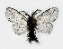  (Ptilocephala pyrenaella ducalis - BC ZSM Lep 59255)  @14 [ ] CreativeCommons - Attribution Non-Commercial Share-Alike (2016) SNSB, Staatliche Naturwissenschaftliche Sammlungen Bayerns ZSM (SNSB, Zoologische Staatssammlung Muenchen)