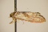  ( - BC ZSM Lep 94646)  @12 [ ] CreativeCommons - Attribution Non-Commercial Share-Alike (2016) SNSB, Staatliche Naturwissenschaftliche Sammlungen Bayerns ZSM (SNSB, Zoologische Staatssammlung Muenchen)