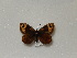  (Erebia epistygne - BC ZSM Lep 97657)  @13 [ ] CreativeCommons - Attribution Non-Commercial Share-Alike (2017) SNSB, Staatliche Naturwissenschaftliche Sammlungen Bayerns ZSM (SNSB, Zoologische Staatssammlung Muenchen)