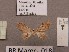  ( - BC ZSM Lep 97865)  @11 [ ] CreativeCommons - Attribution Non-Commercial Share-Alike (2017) SNSB, Staatliche Naturwissenschaftliche Sammlungen Bayerns ZSM (SNSB, Zoologische Staatssammlung Muenchen)