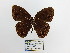  (Manerebia mycalesoides - CP Lep 1493)  @11 [ ] CreativeCommons - Attribution Non-Commercial Share-Alike (2018) SNSB, Staatliche Naturwissenschaftliche Sammlungen Bayerns ZSM (SNSB, Zoologische Staatssammlung Muenchen)